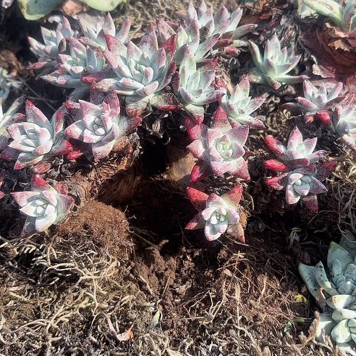 蔡*仙女杯多肉植物