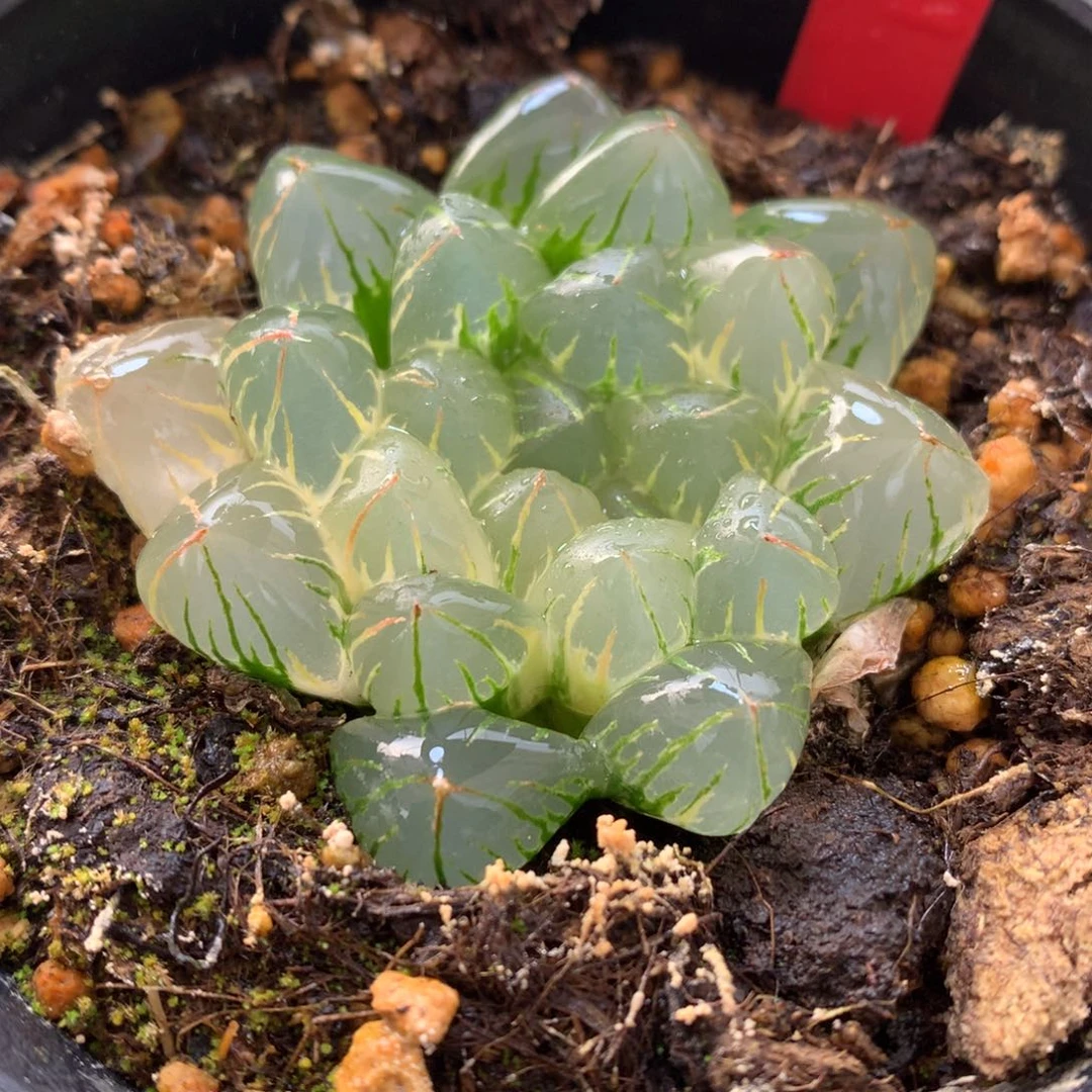 狄原no5玉露锦，带盆发货