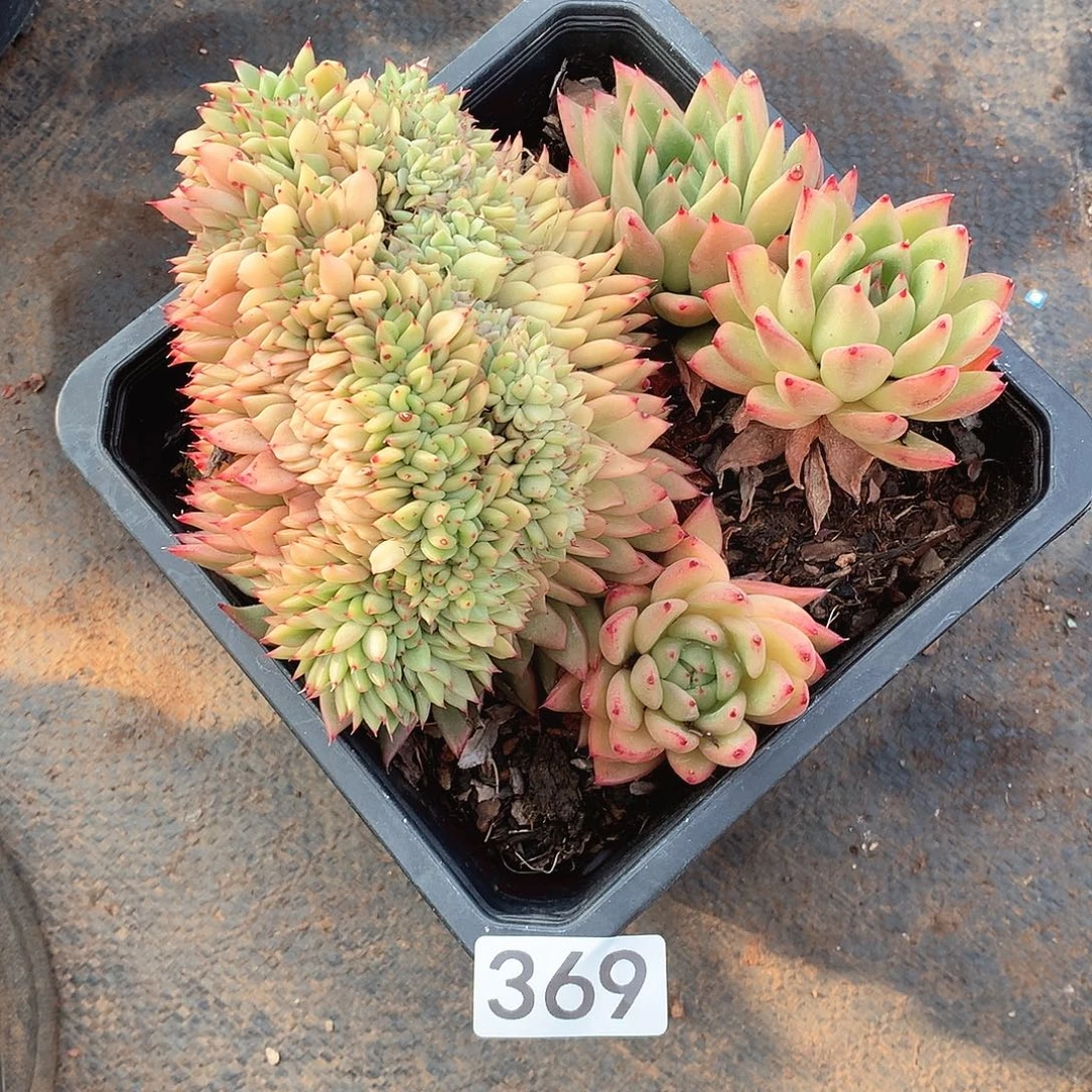 369缀化 一物一拍多肉