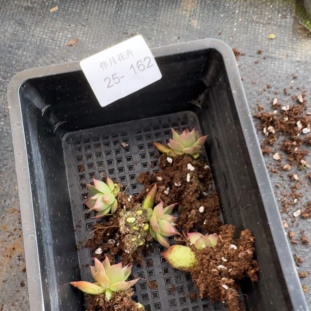 红海胆叶插一棵量拍25-162