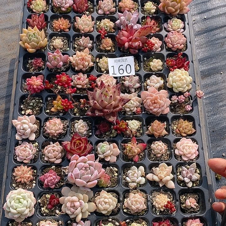 160 多肉植物盆栽花卉植物