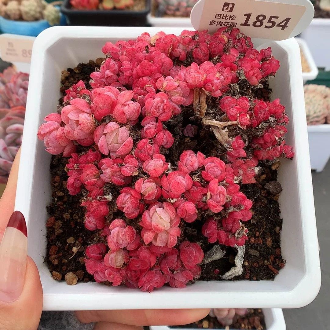 1854贝瑞缀化多肉植物