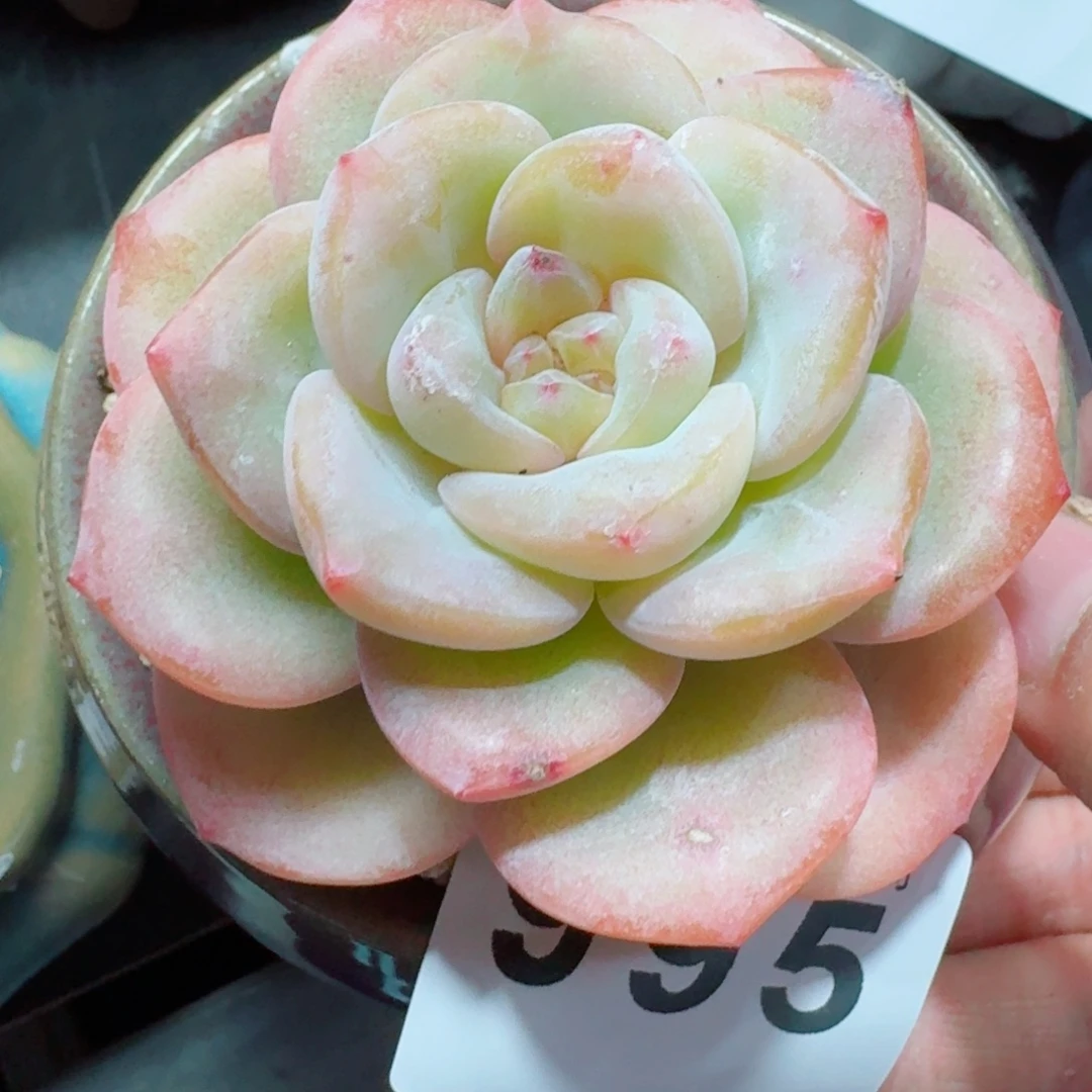 雪茶优选      愿你一路坦途，乘风破浪展宏图