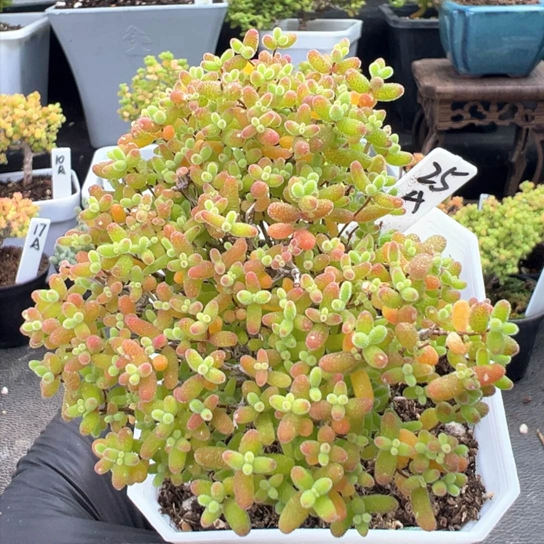 爱心款蜜橘糖球25号