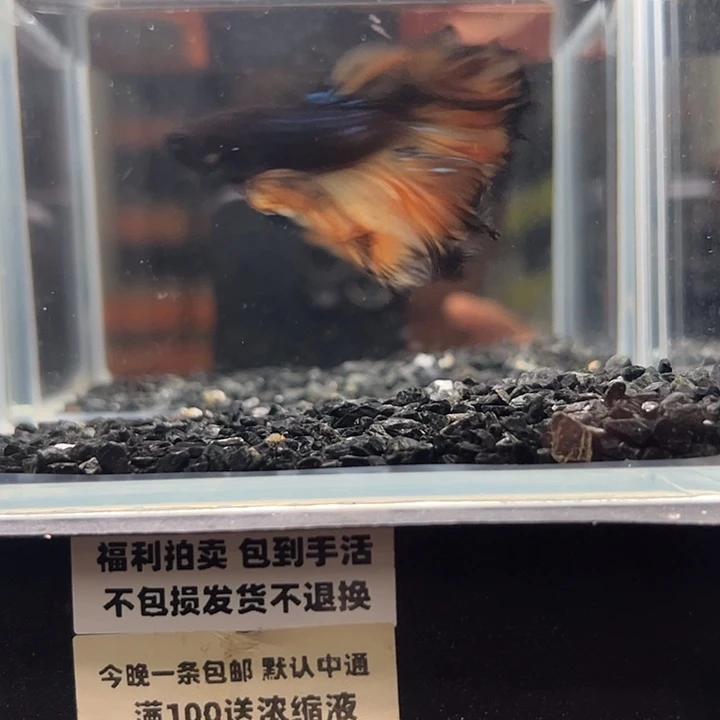 斗鱼竞拍跑单拉黑17日20