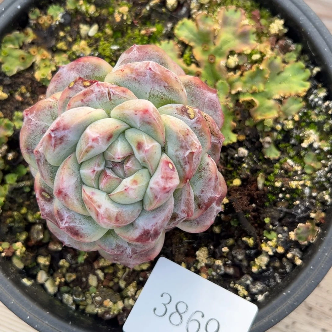 七*丶3869肉肉肉肉肉肉