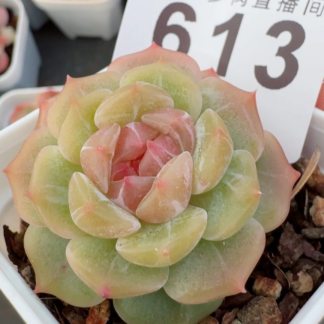 彩色恋人            精美多肉植物