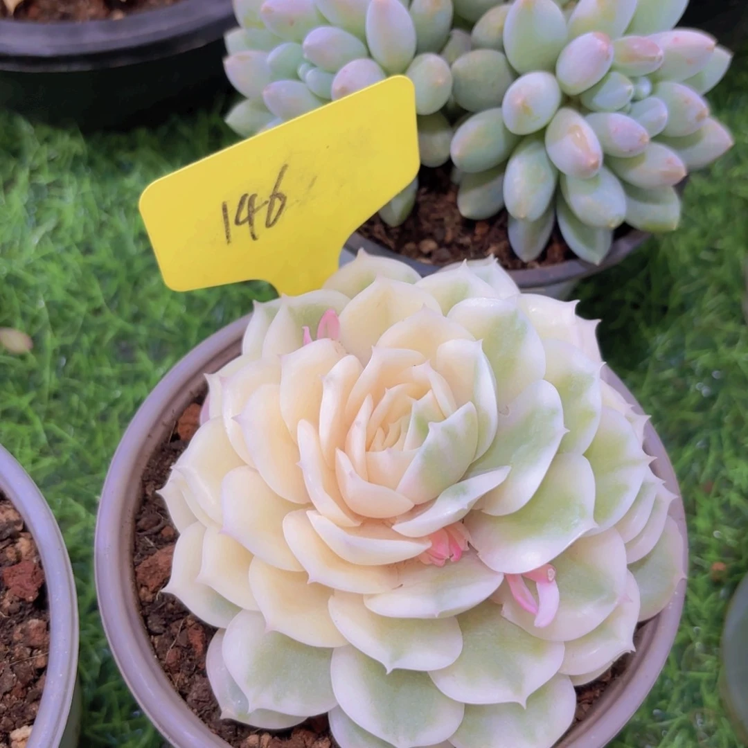 小*北我的小可爱们都好可爱啊哈哈