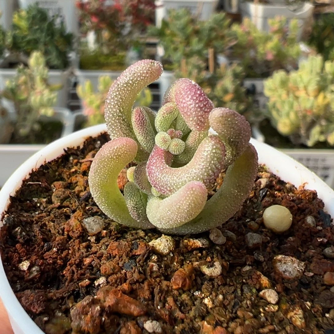 30-841枝干番杏多肉紫闪光五圆盆