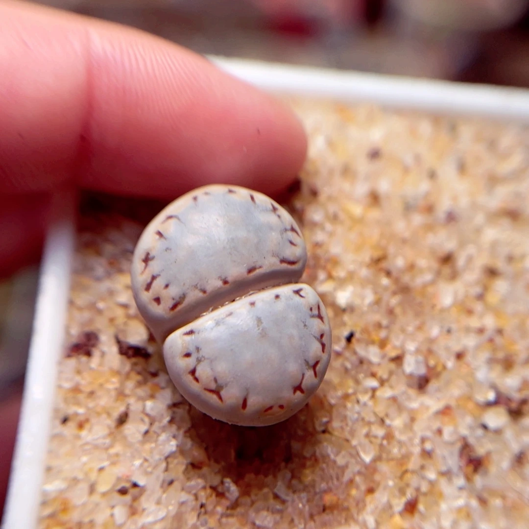 209号带盆包邮发货