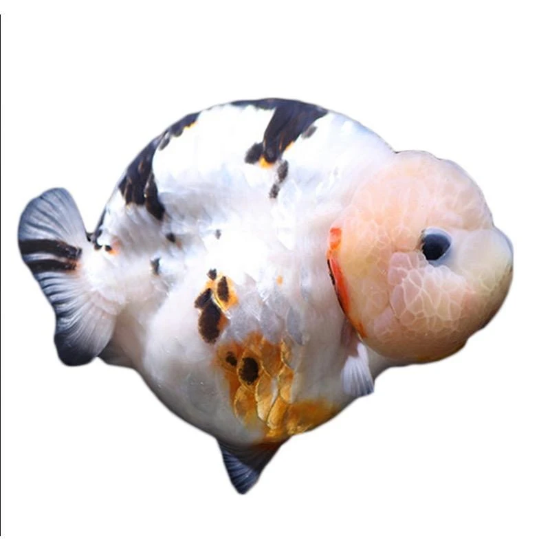 阿龙兰寿金鱼6到7公分，收到货提供开箱视频售后