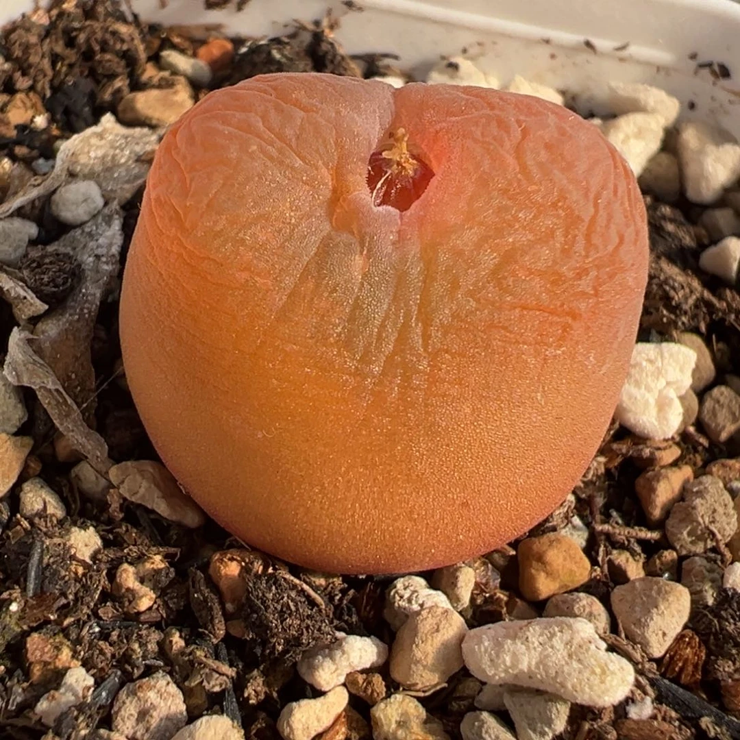 652多肉植物种类多样