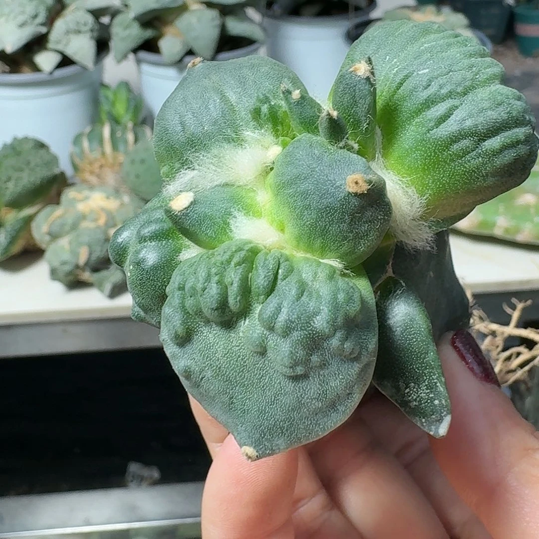 【闪购商品】无花朵心**遥怒涛481