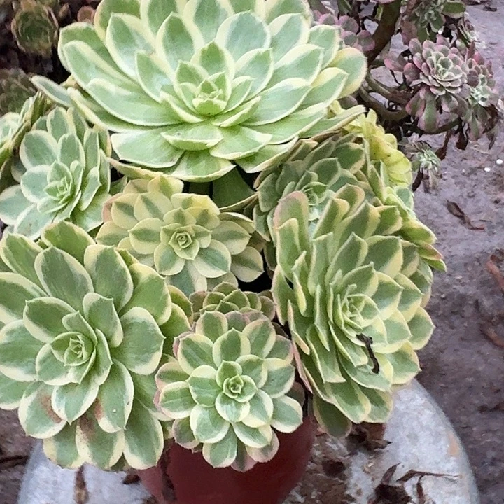 0385粉花袄多肉法师