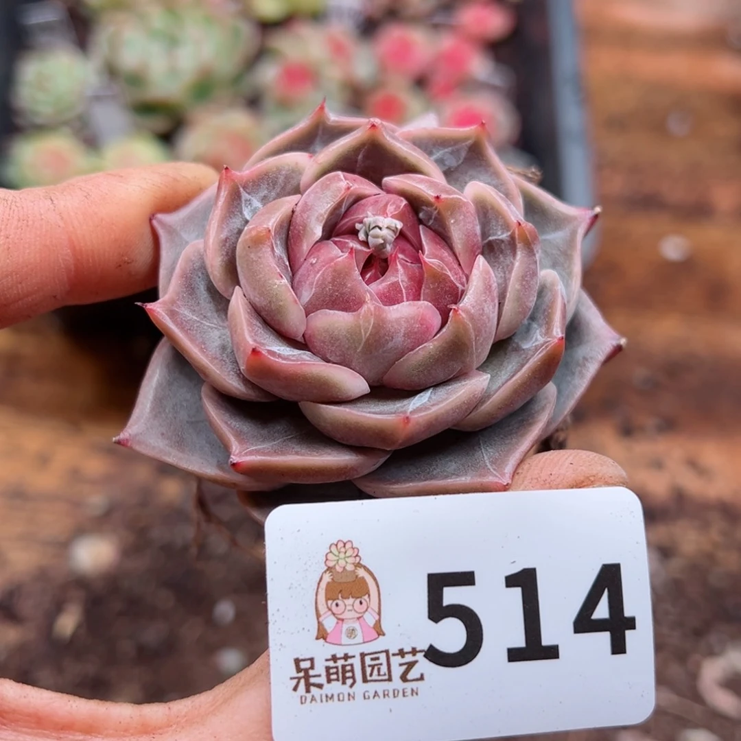 小*婆多肉植物多肉植物