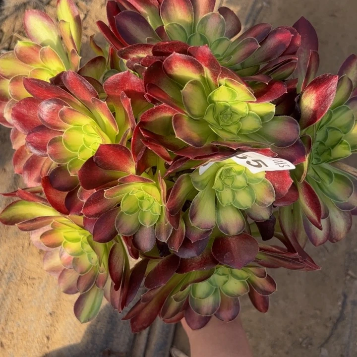 3035韶华多肉植物