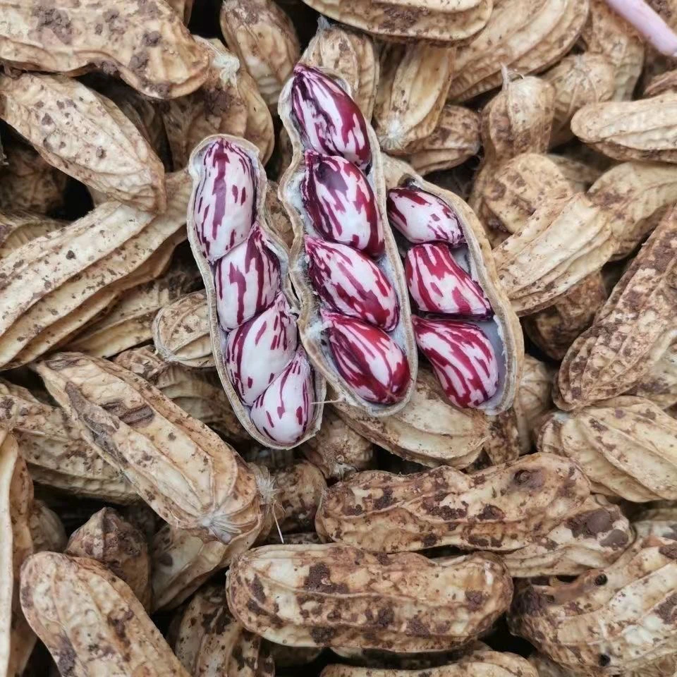 云南【农家自种】农家颗粒粉皮湿带泥花生新鲜花生带壳粉红七彩