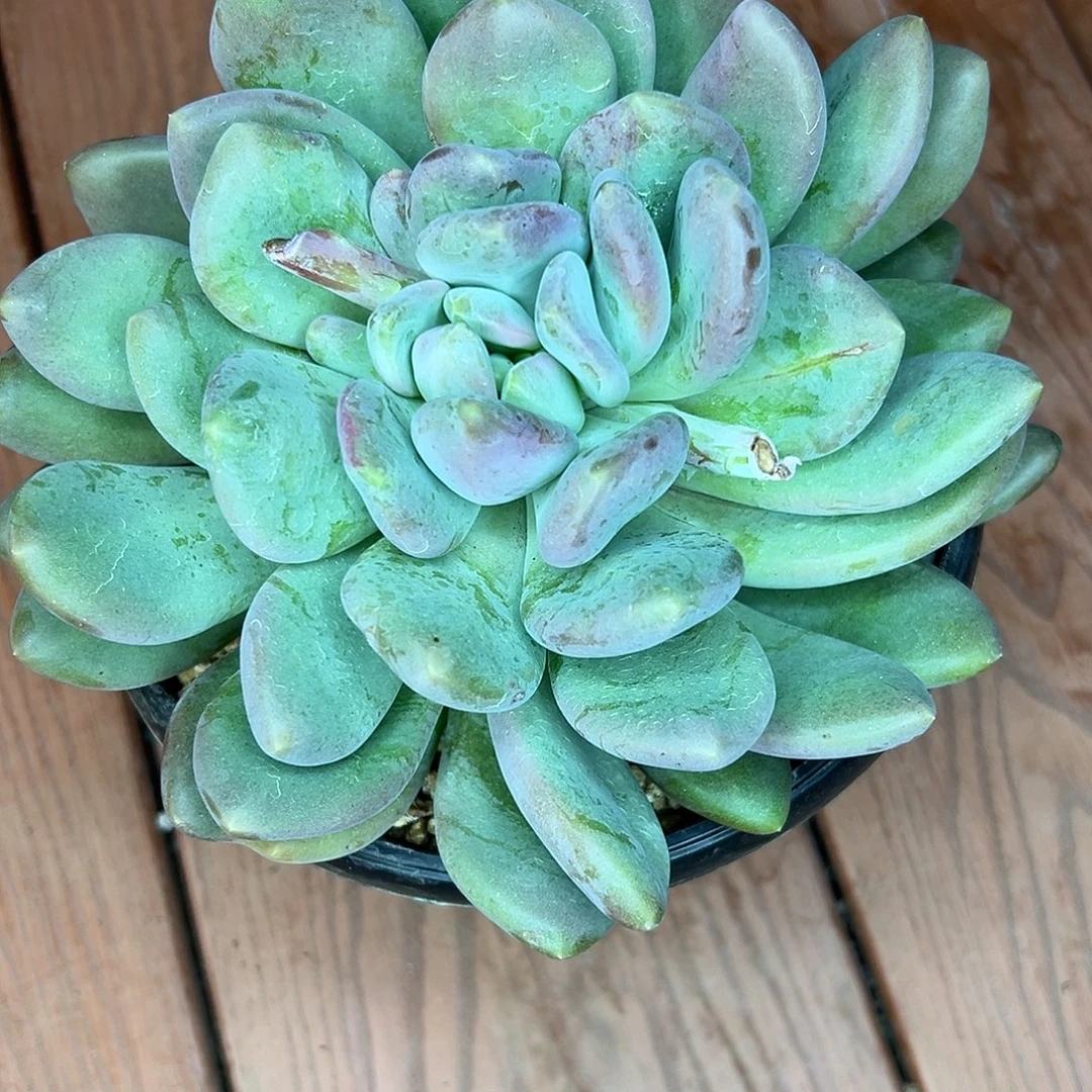 蔬***子X系美人，一物一拍