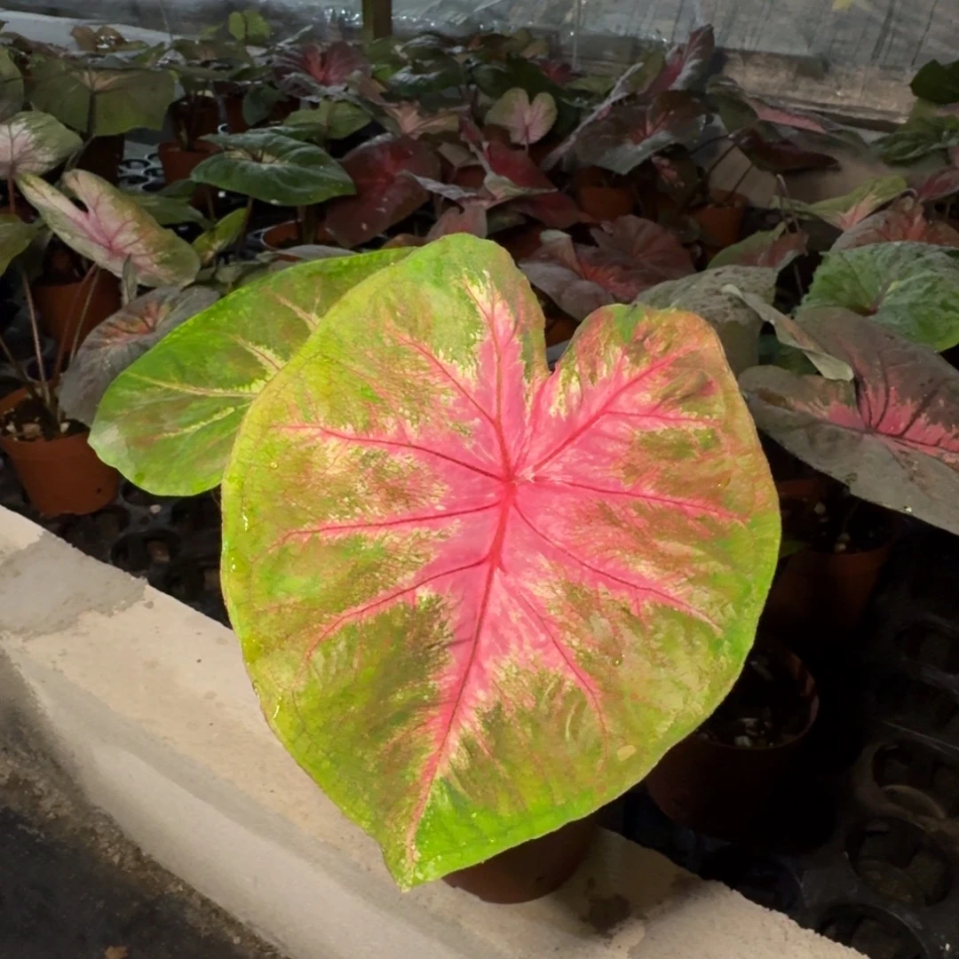 无花朵00231   海王