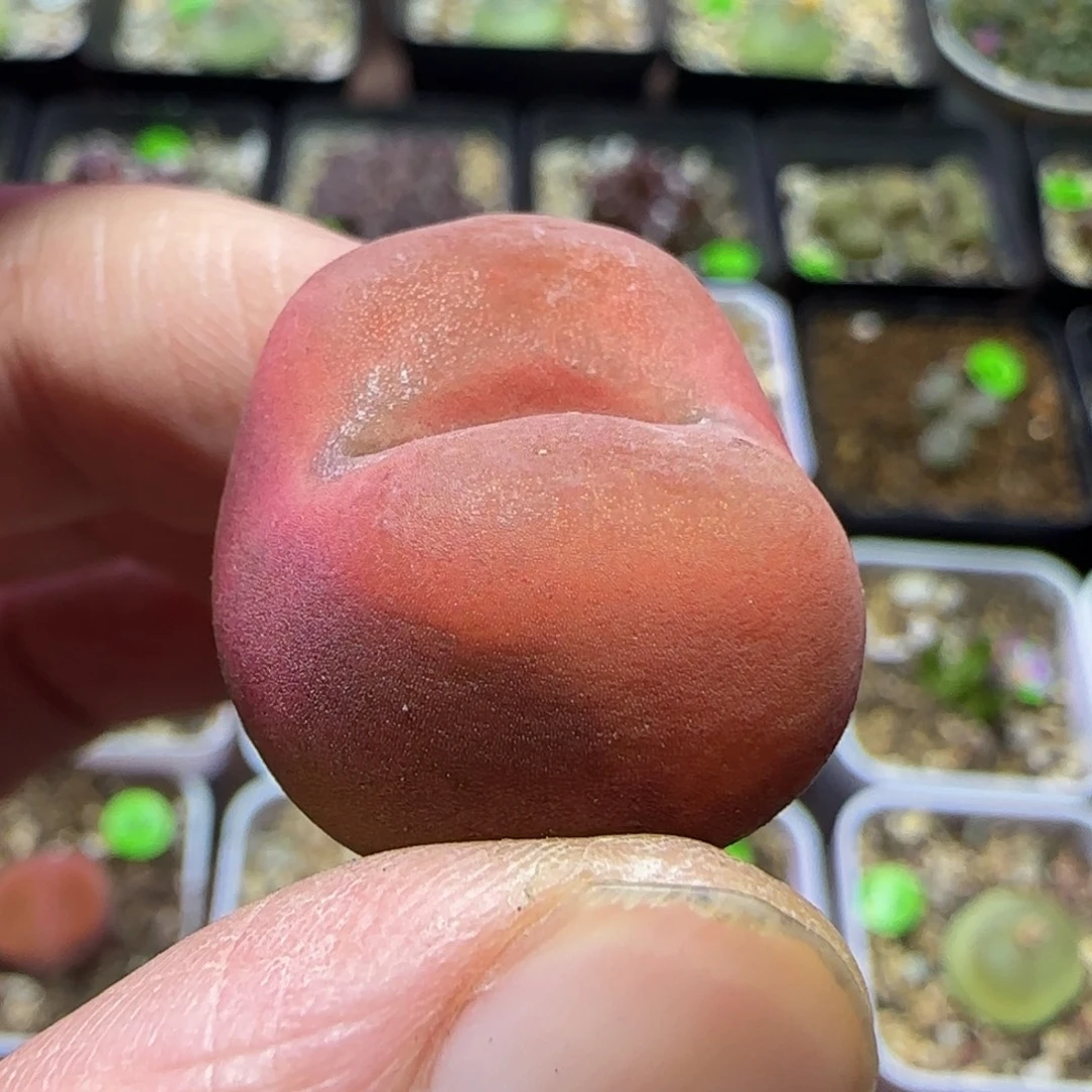 2.3漂亮多肉植物262