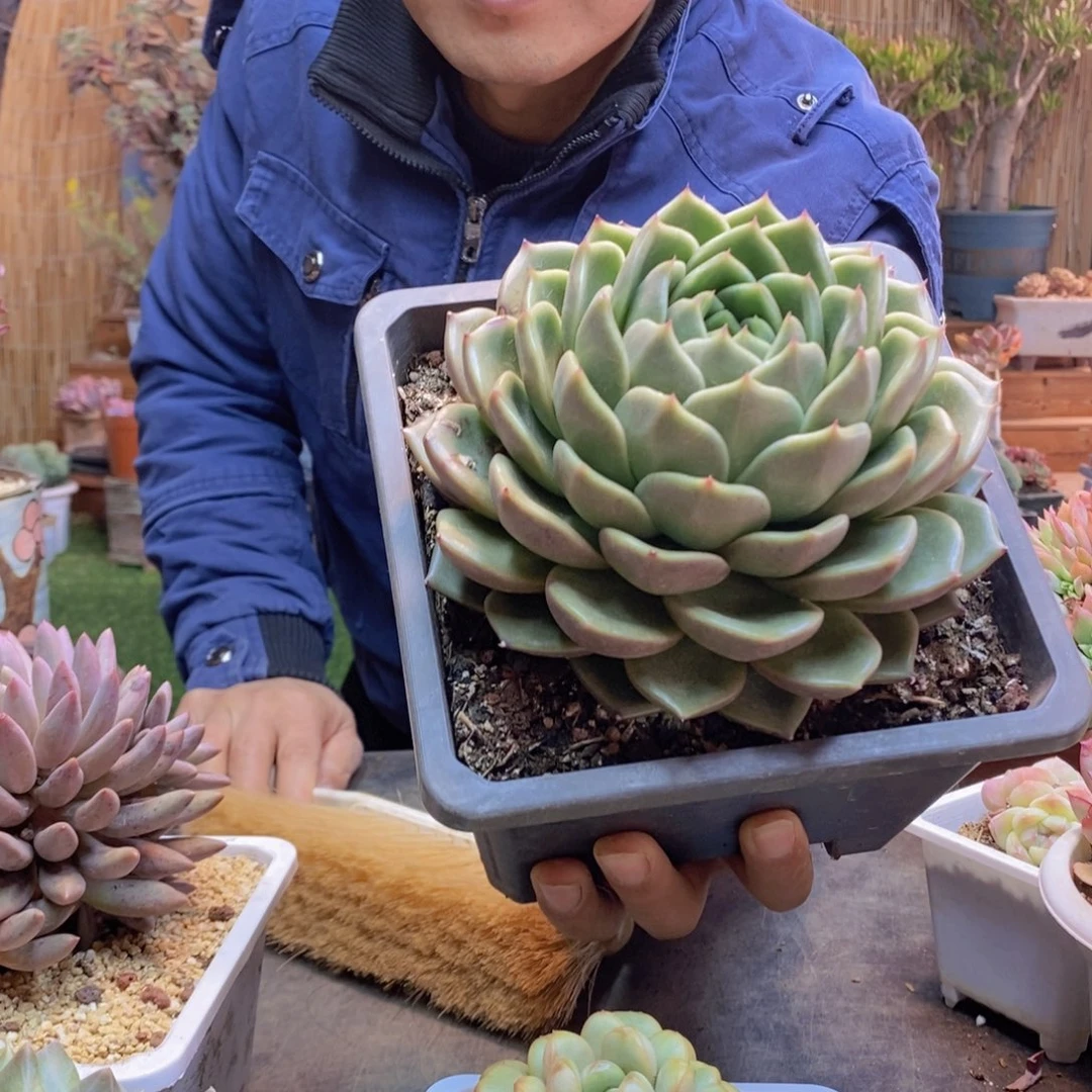 微*?46号白玫瑰多肉植物