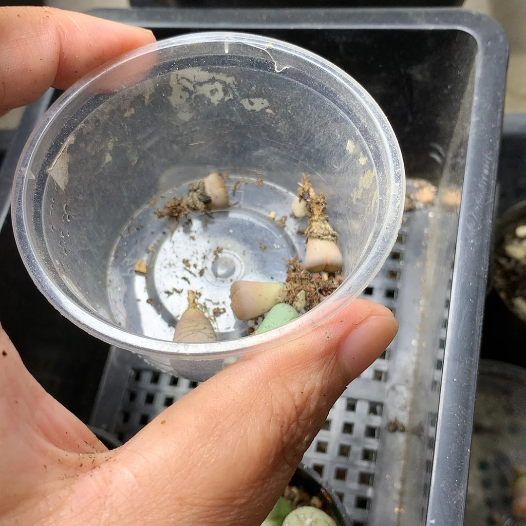 唯*Y46补多肉植物保护