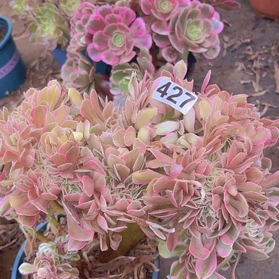 潘***玲多肉植物一个法师粉女巫