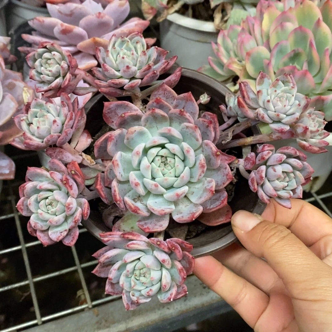 霜花小老桩手捧多肉