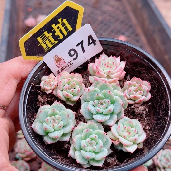 多肉植物多肉植物