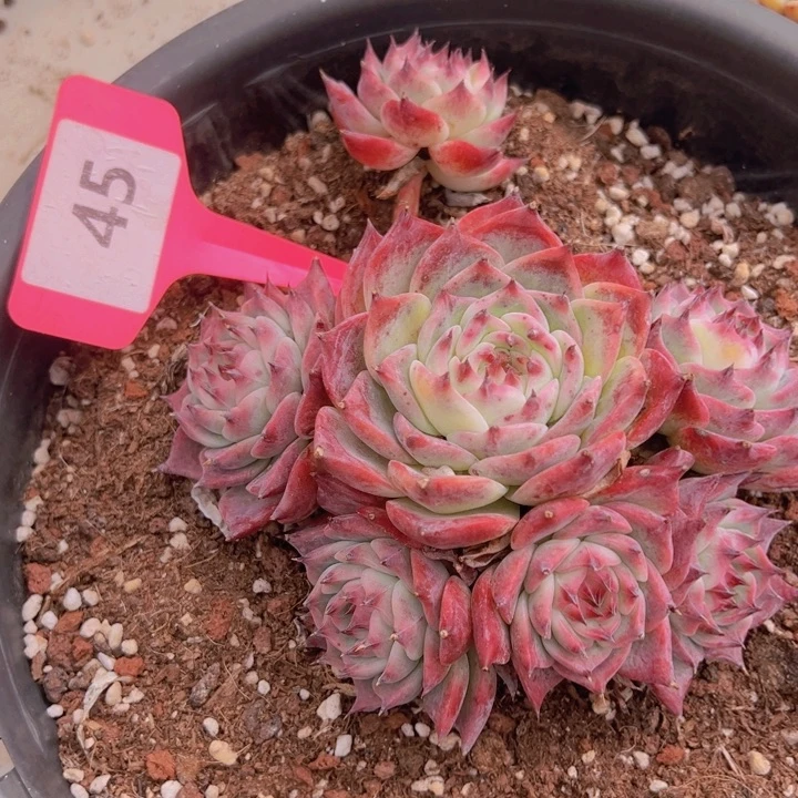 健健康康平平安安