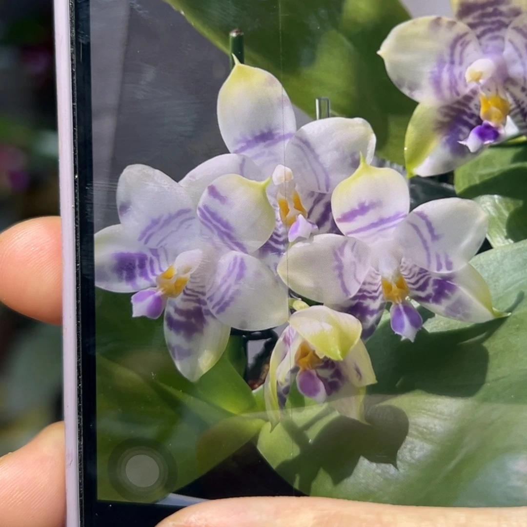 无花朵弥陀青花瓷分生
