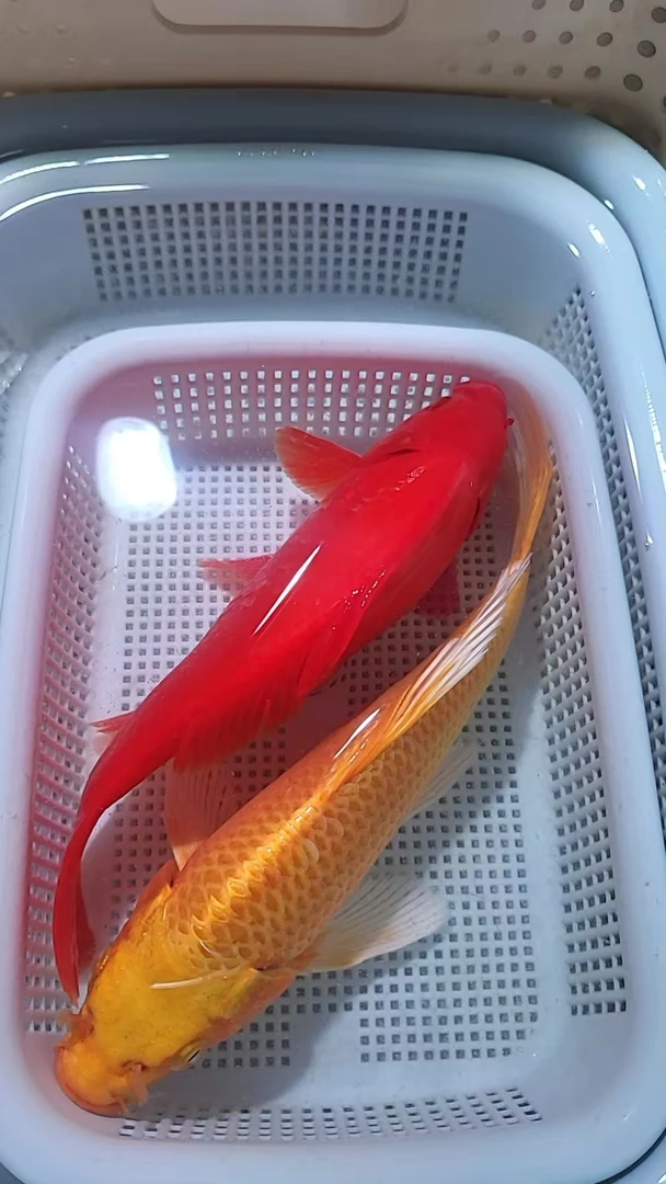 【18-20黄金+红草活体锦鲤两条】观赏锦鲤金鱼活体冷水淡水好养耐活