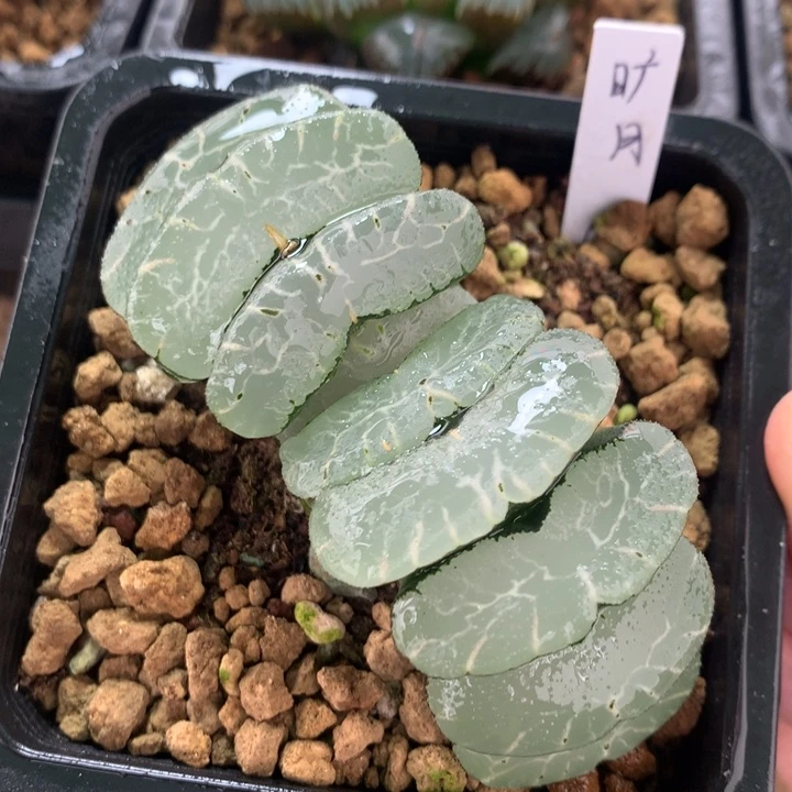 旷月玉扇一物一拍