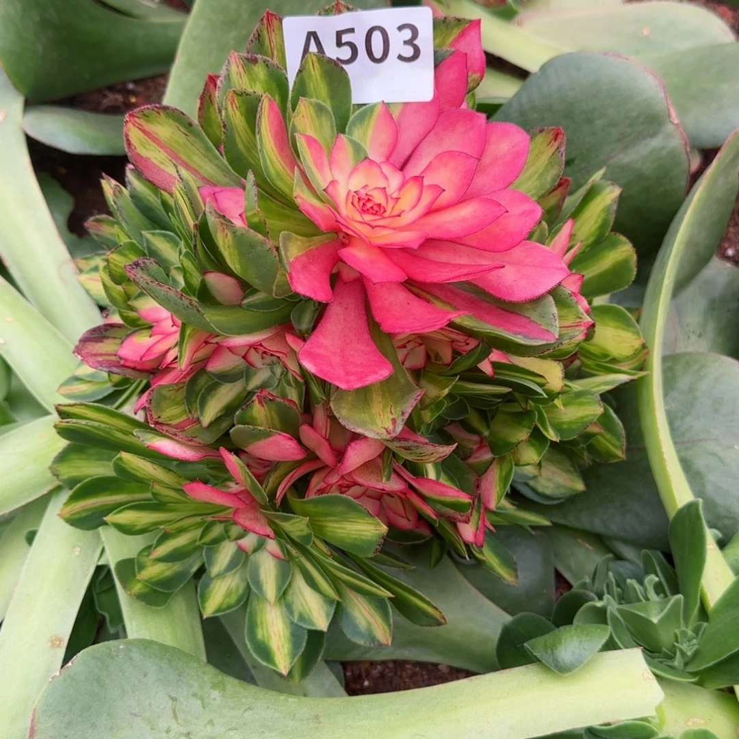 小****?503知否春节福利