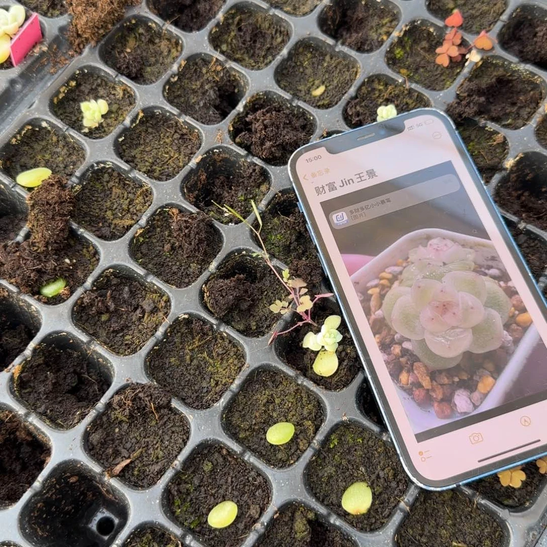 璟财富穴1个满25包邮