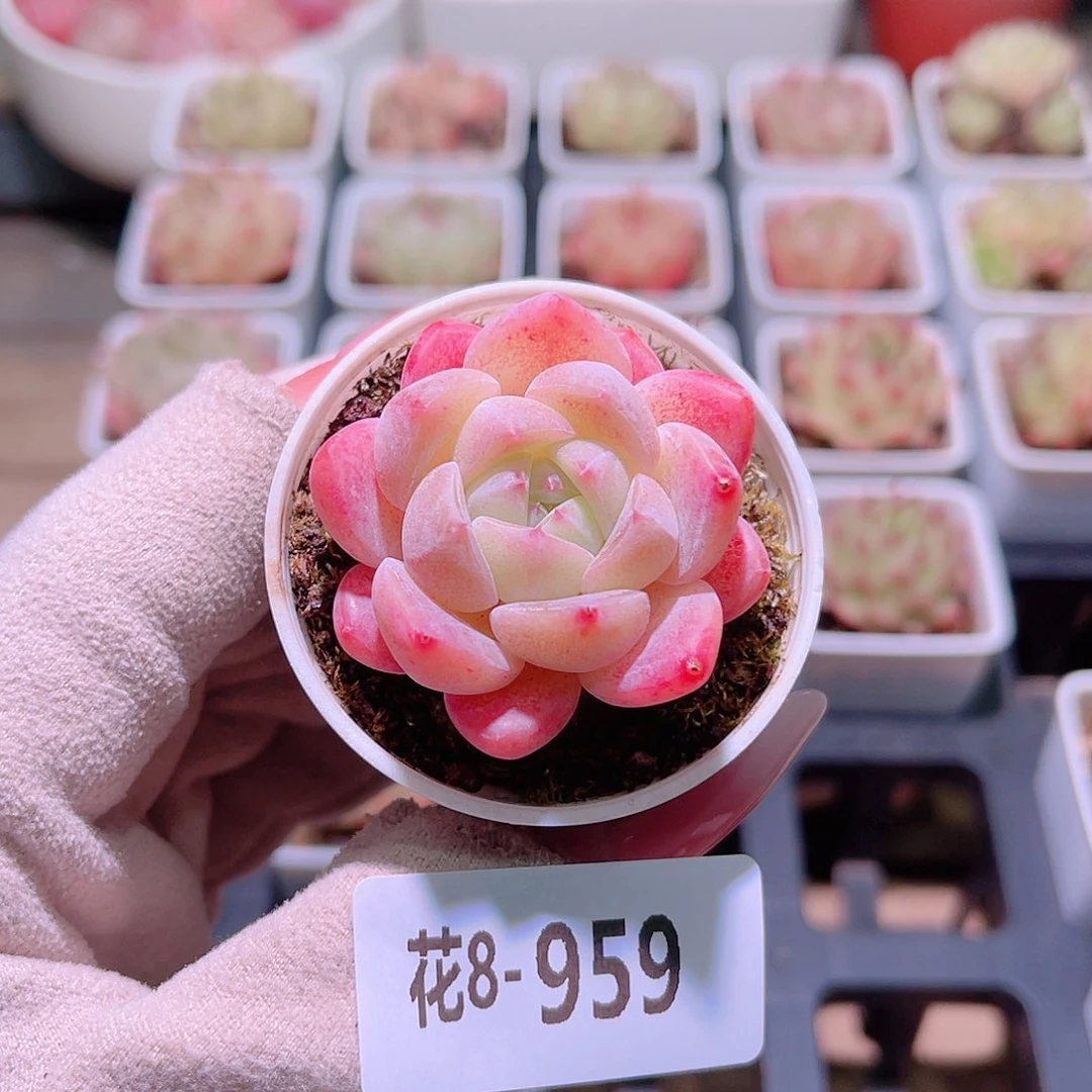 花利美8-959橙星