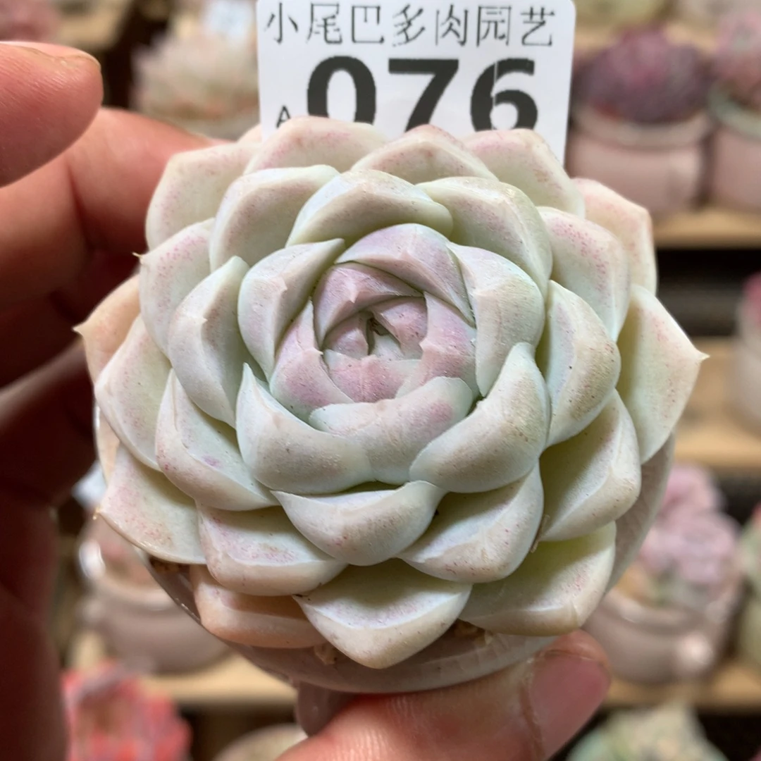 小尾巴多肉园艺迷你拇指盆栽A076