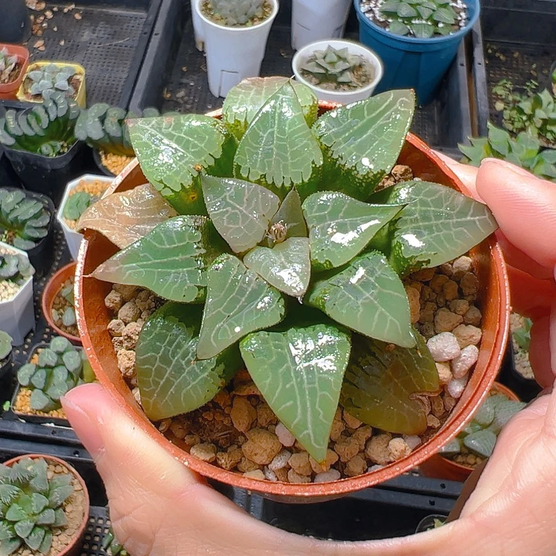 红盆冰河玉露多肉植物一颗