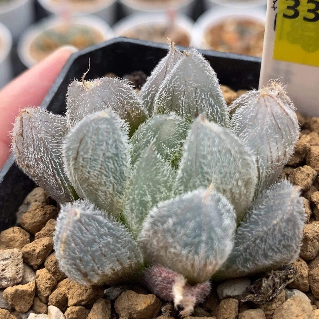 334梦露毛玉露一物一拍