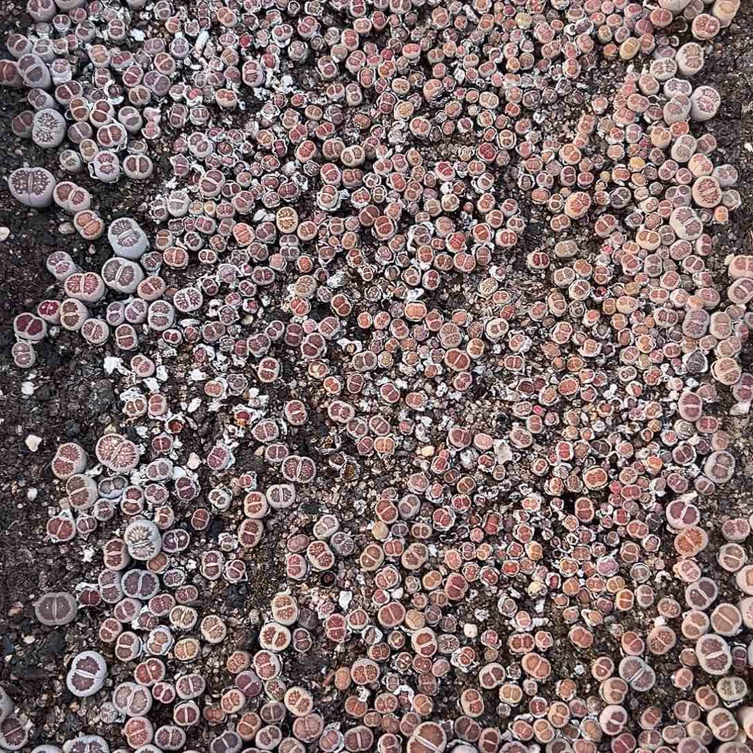 1086生石花尺寸很小颜值超级高