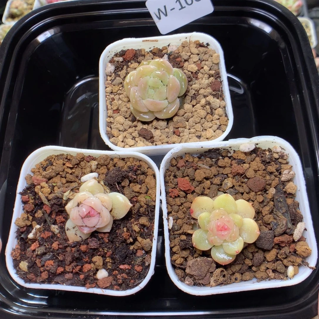 W103y y y y y y y y y