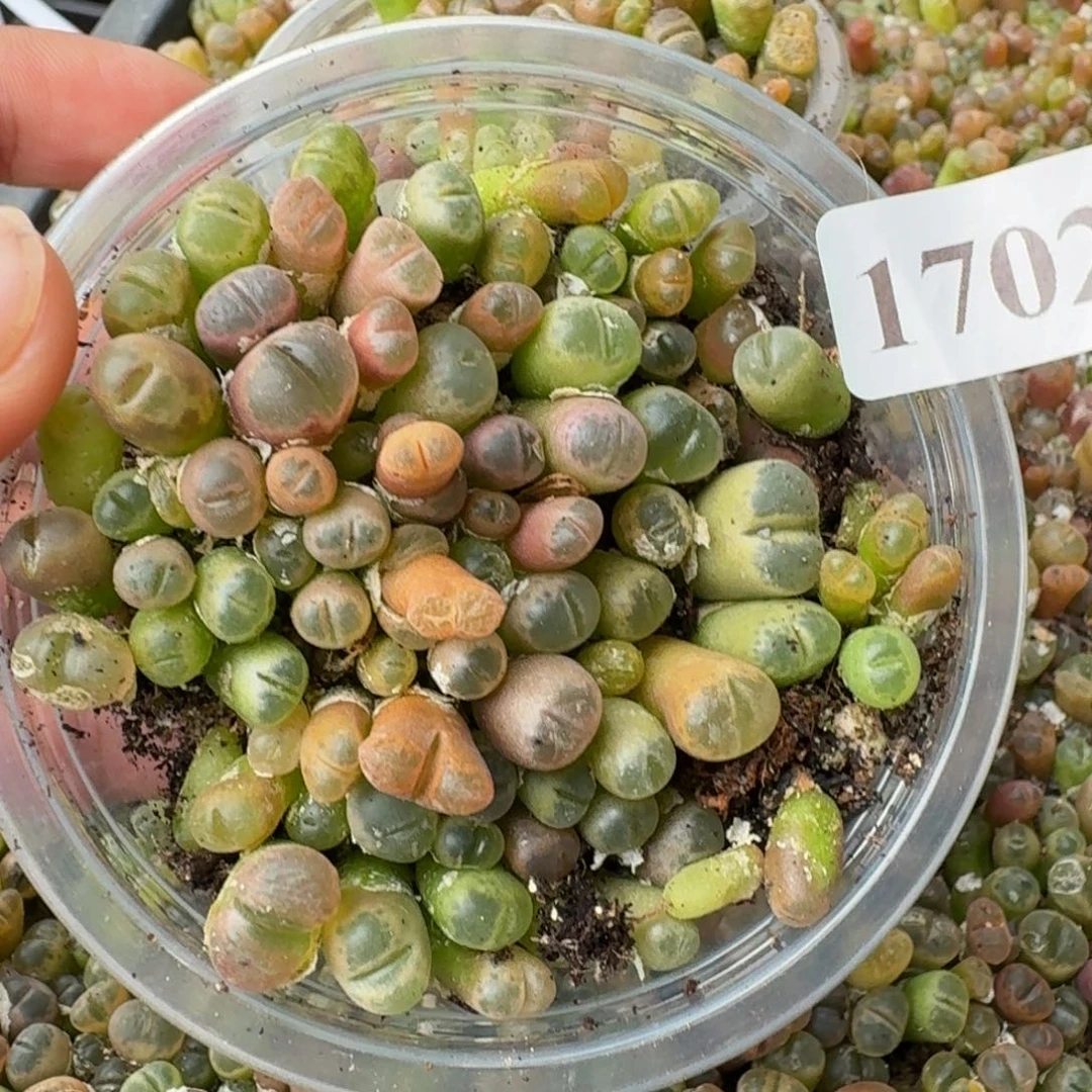 1702风铃玉1.5年一盆