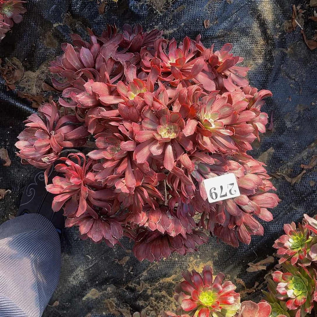 紫霞仙子法师1-45