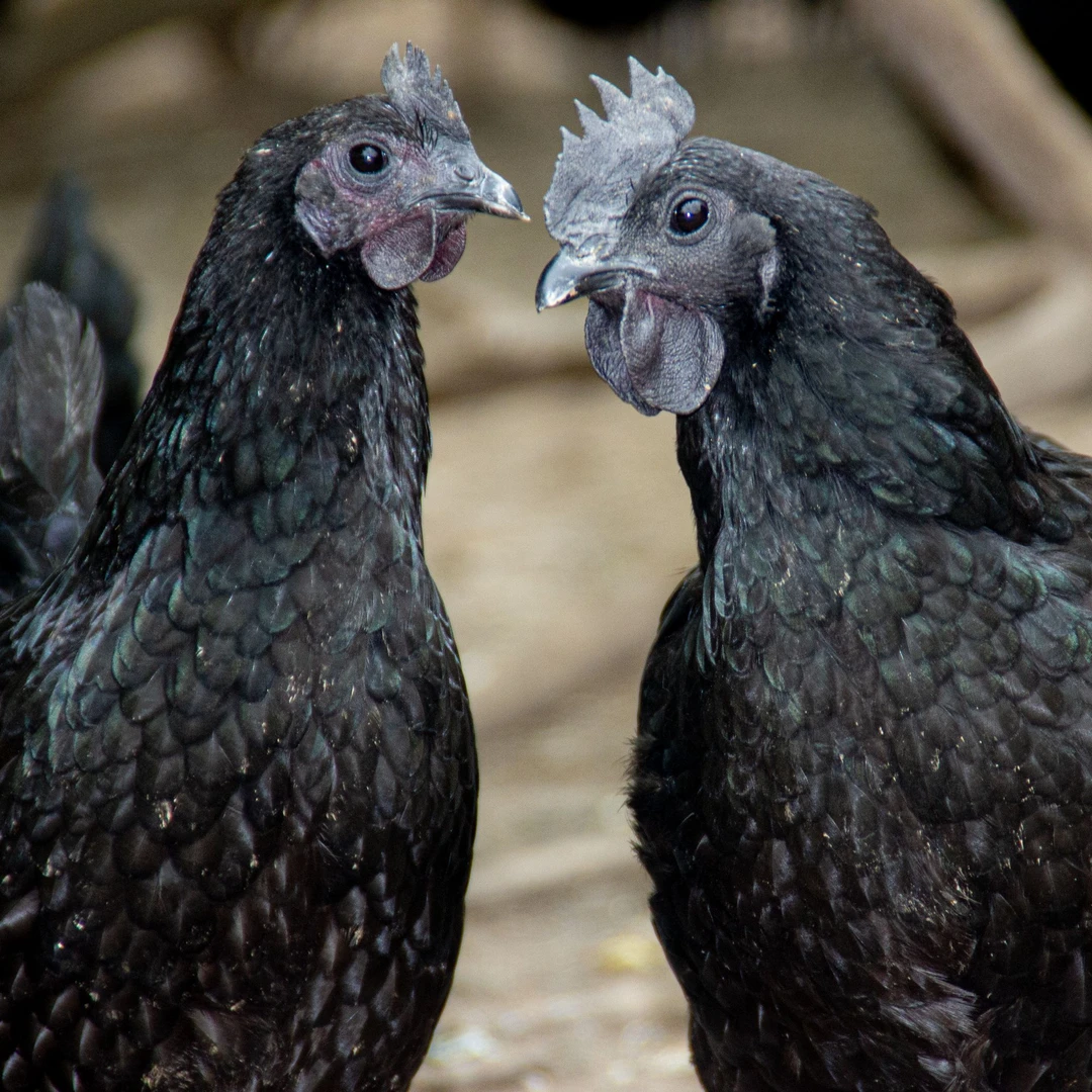 五黑鸡 绿壳蛋鸡【80%下绿壳蛋】宠物鸡 土鸡 走地鸡 农家鸡 散养鸡