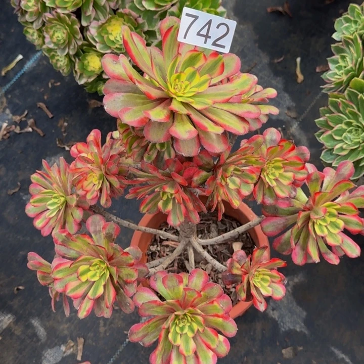 000000000000742月蝉