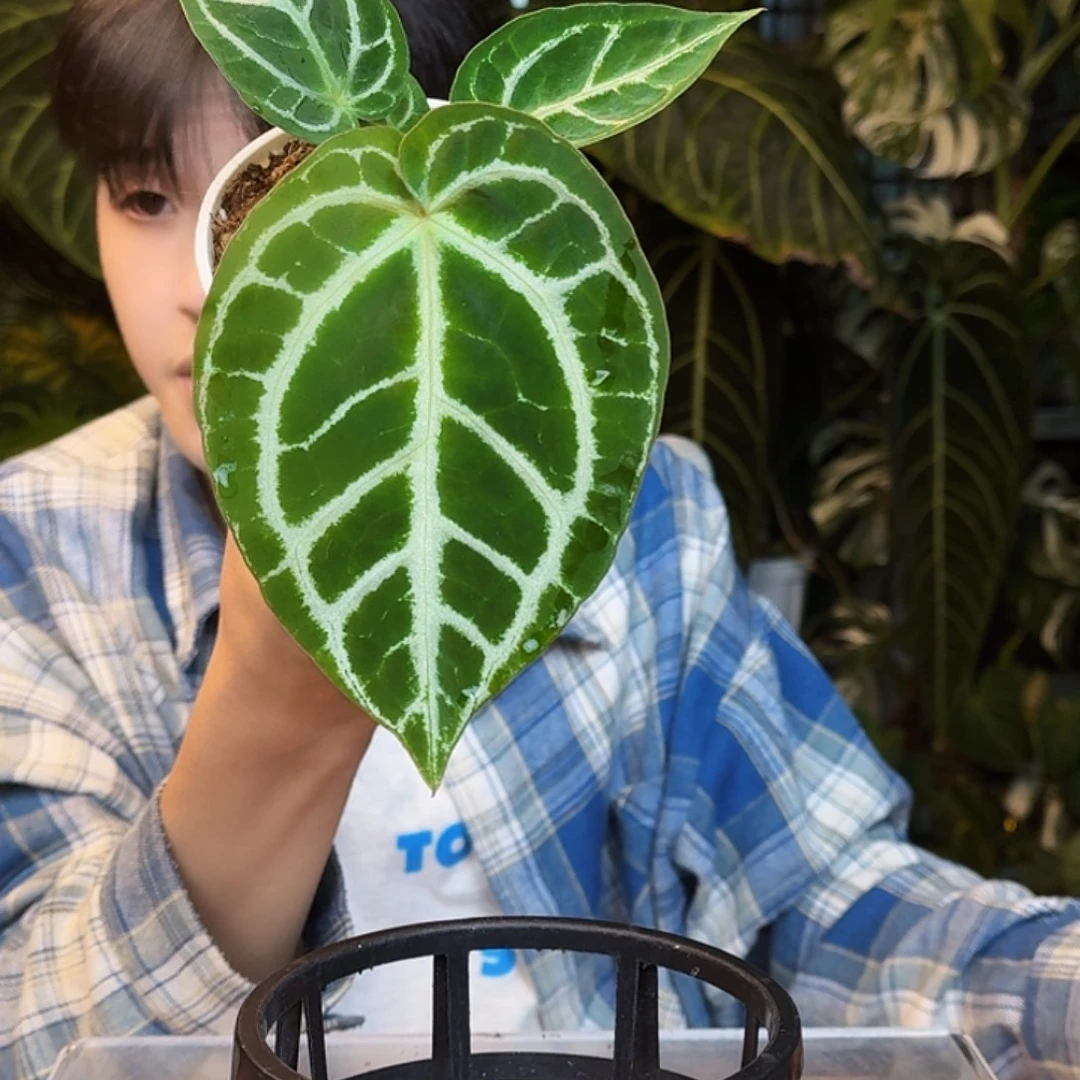 完全开放U119圆脸小钻石杂铜锣烧