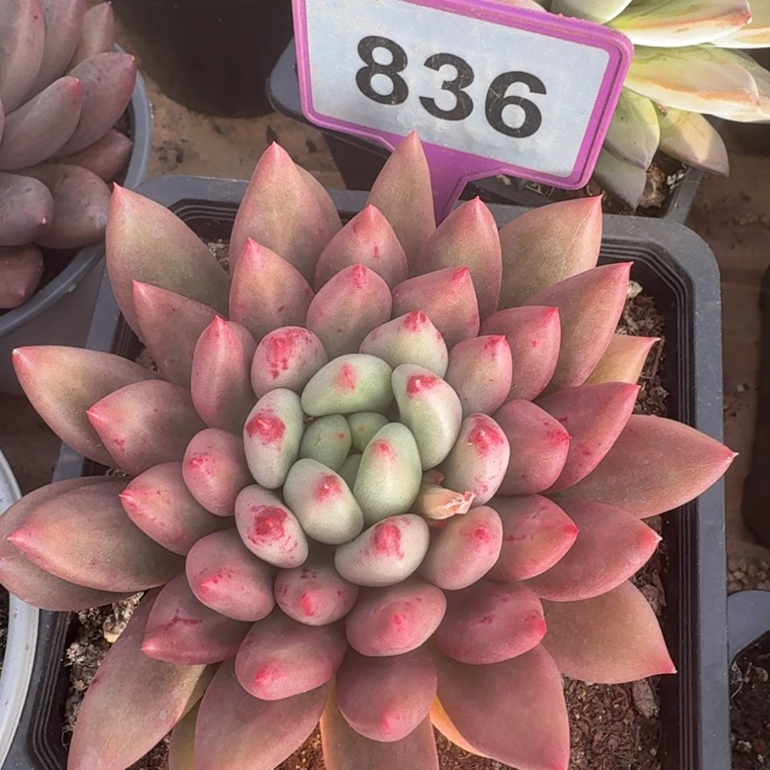 多肉植物漂亮单头836