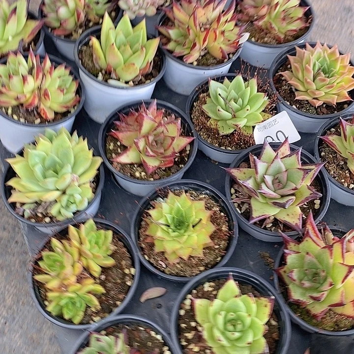 90 多肉植物盆栽植物
