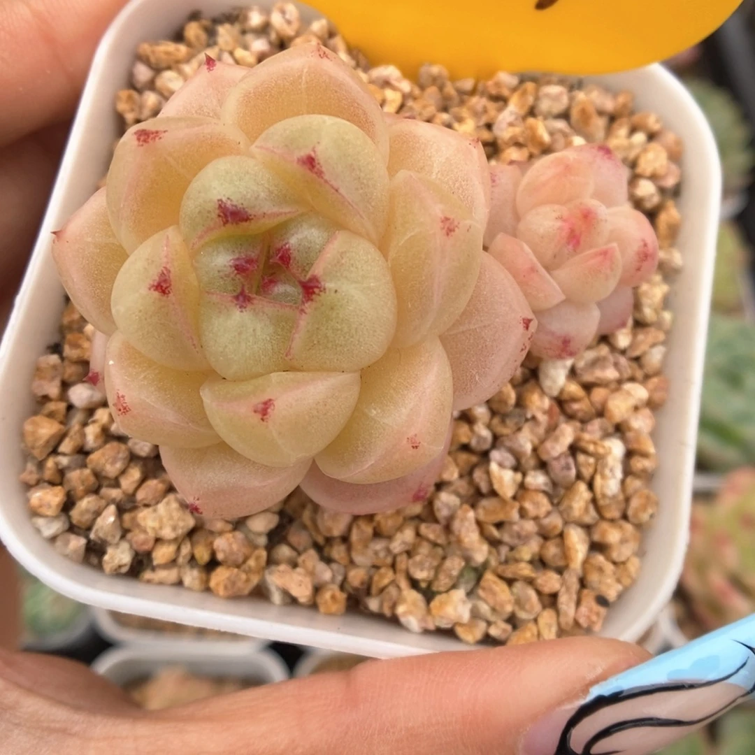 珍妮麦秆可拍4879号