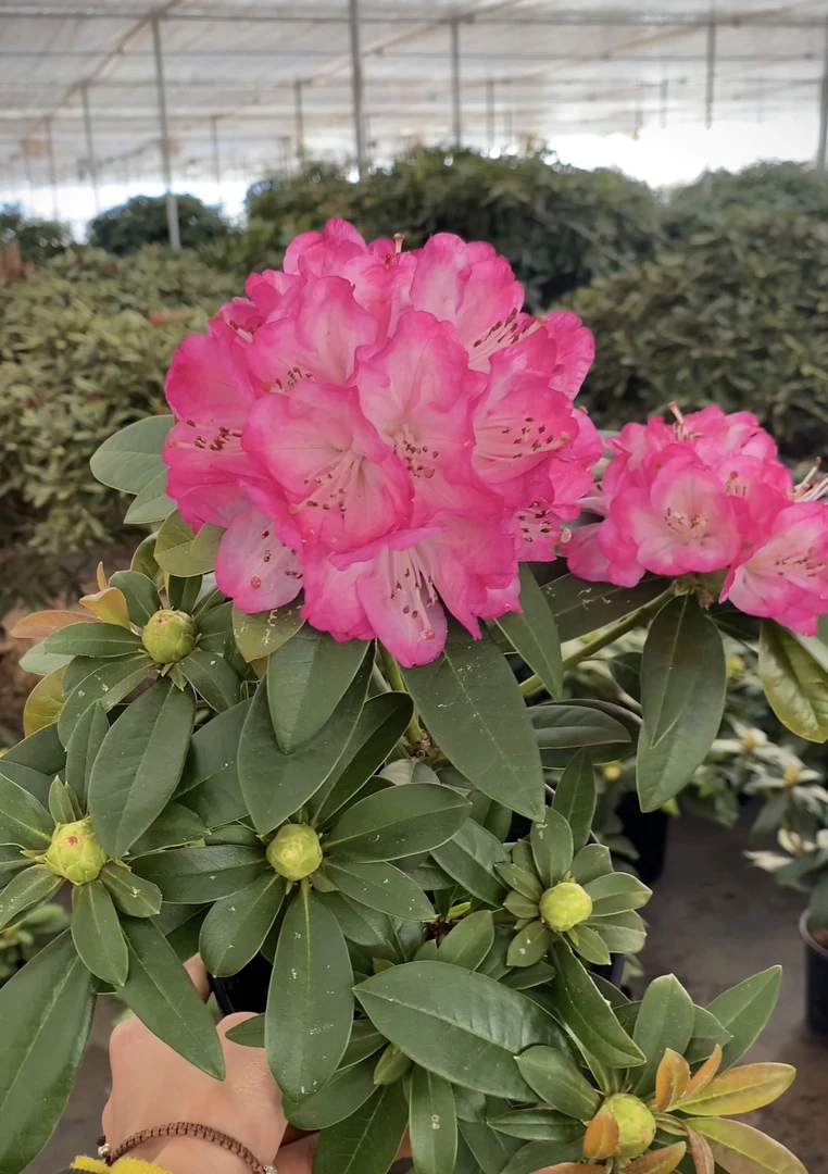 高山杜鹃双娇粉中苗 保底五个个花苞原盆原土发货